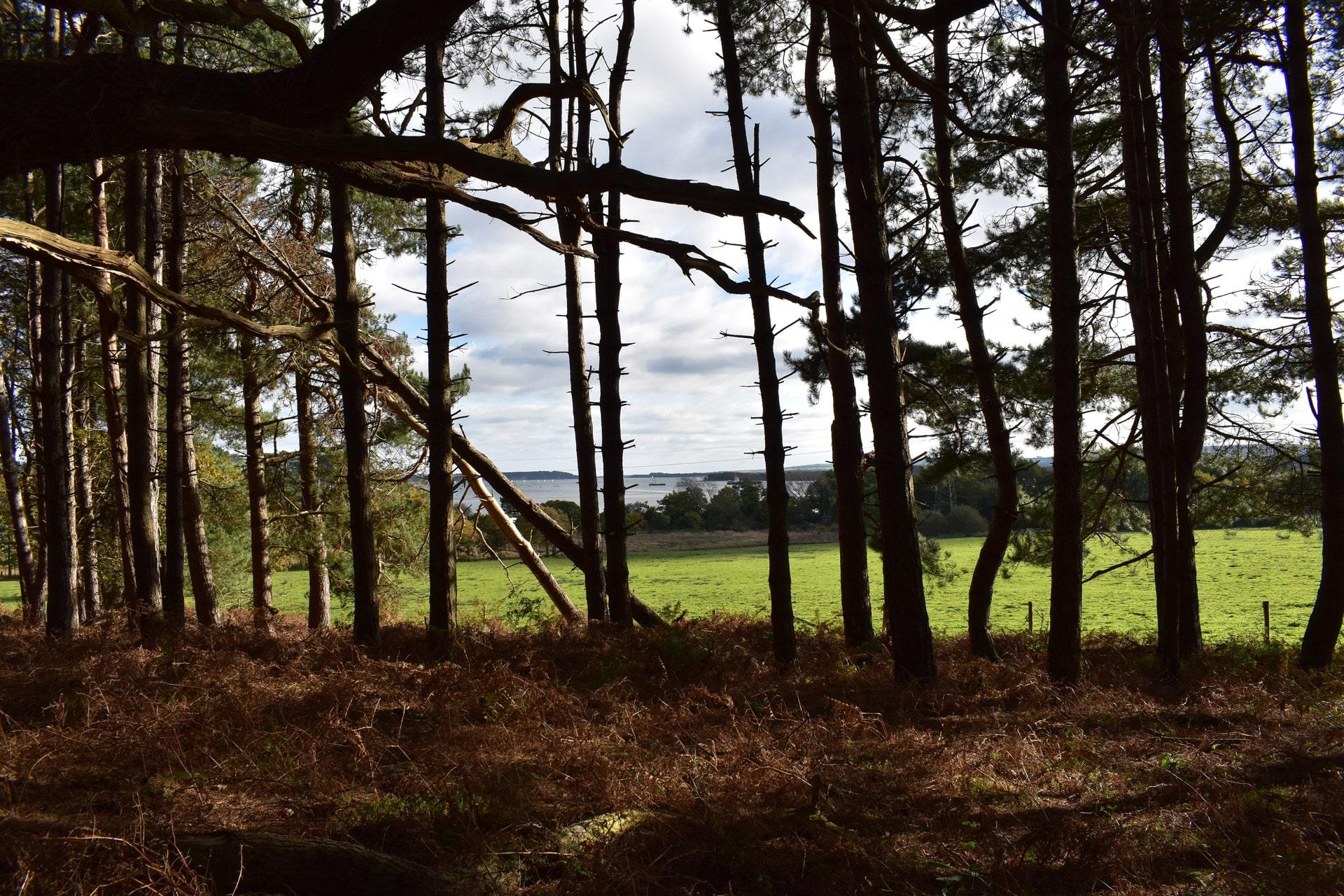 Holton Heath’s heathland and woodland