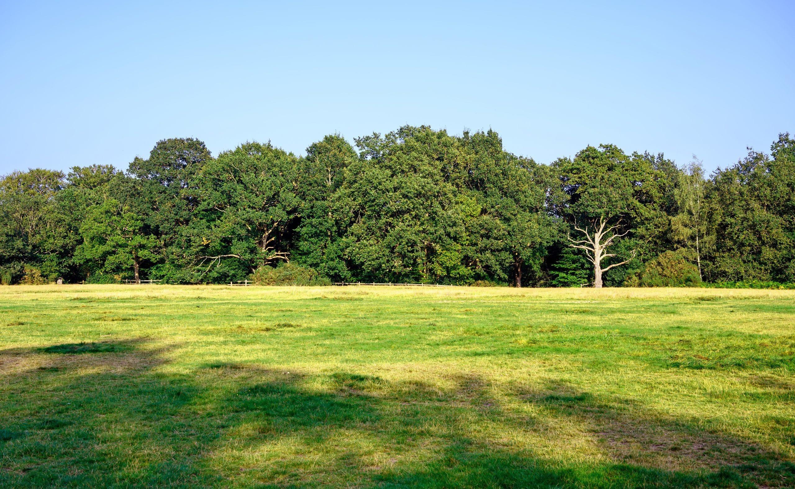 Hayes Common
