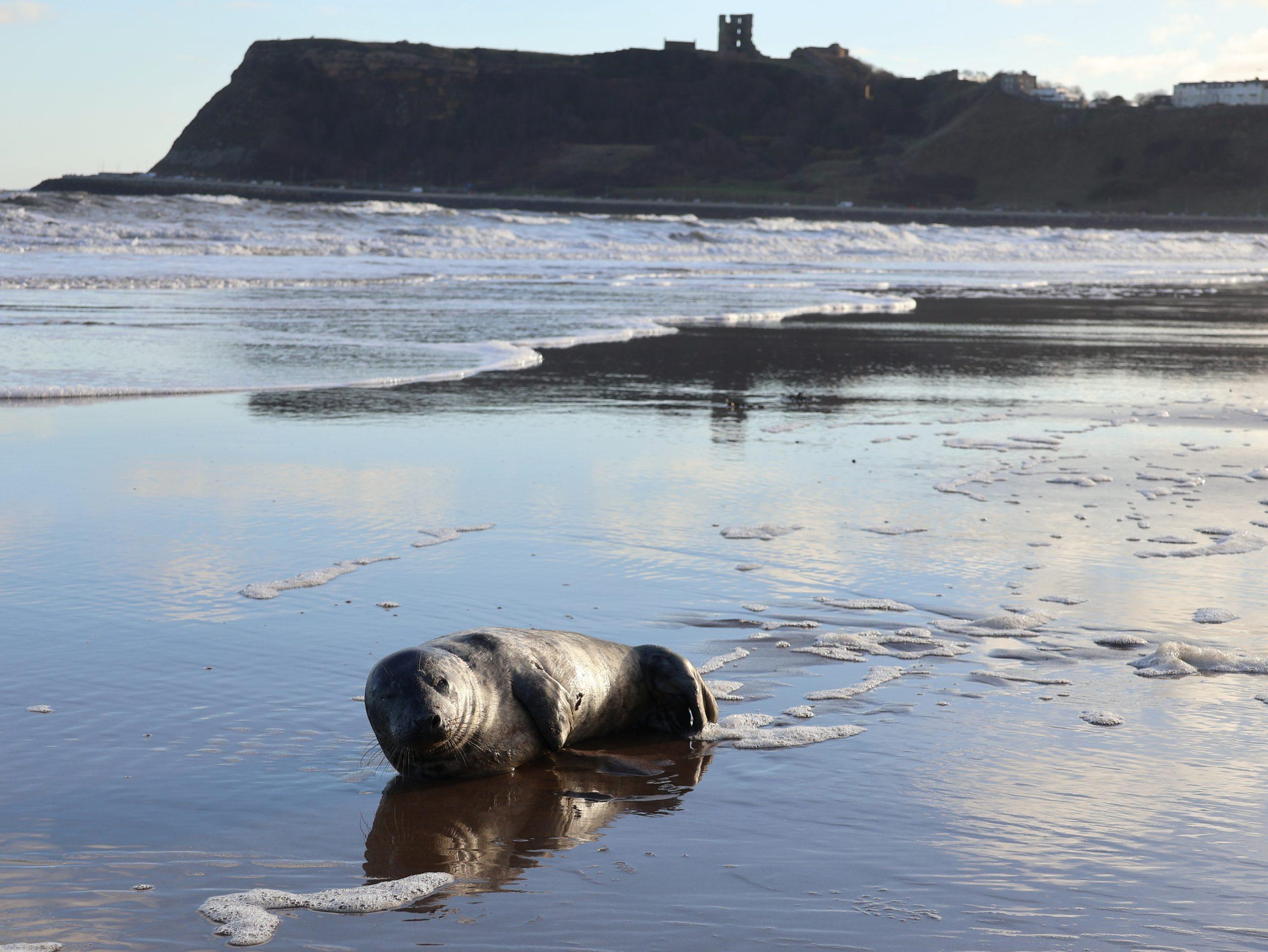 Scarborough North Bay