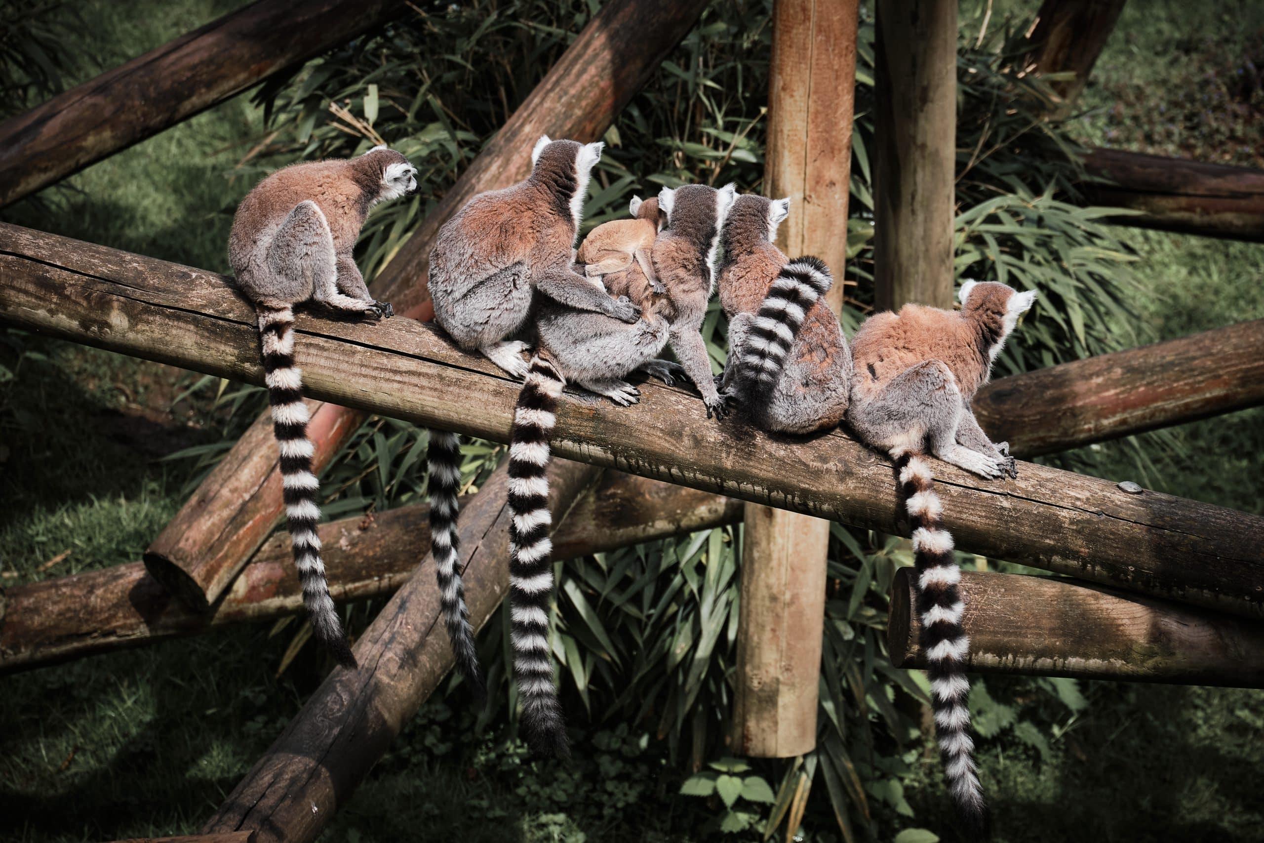 Colchester Zoo