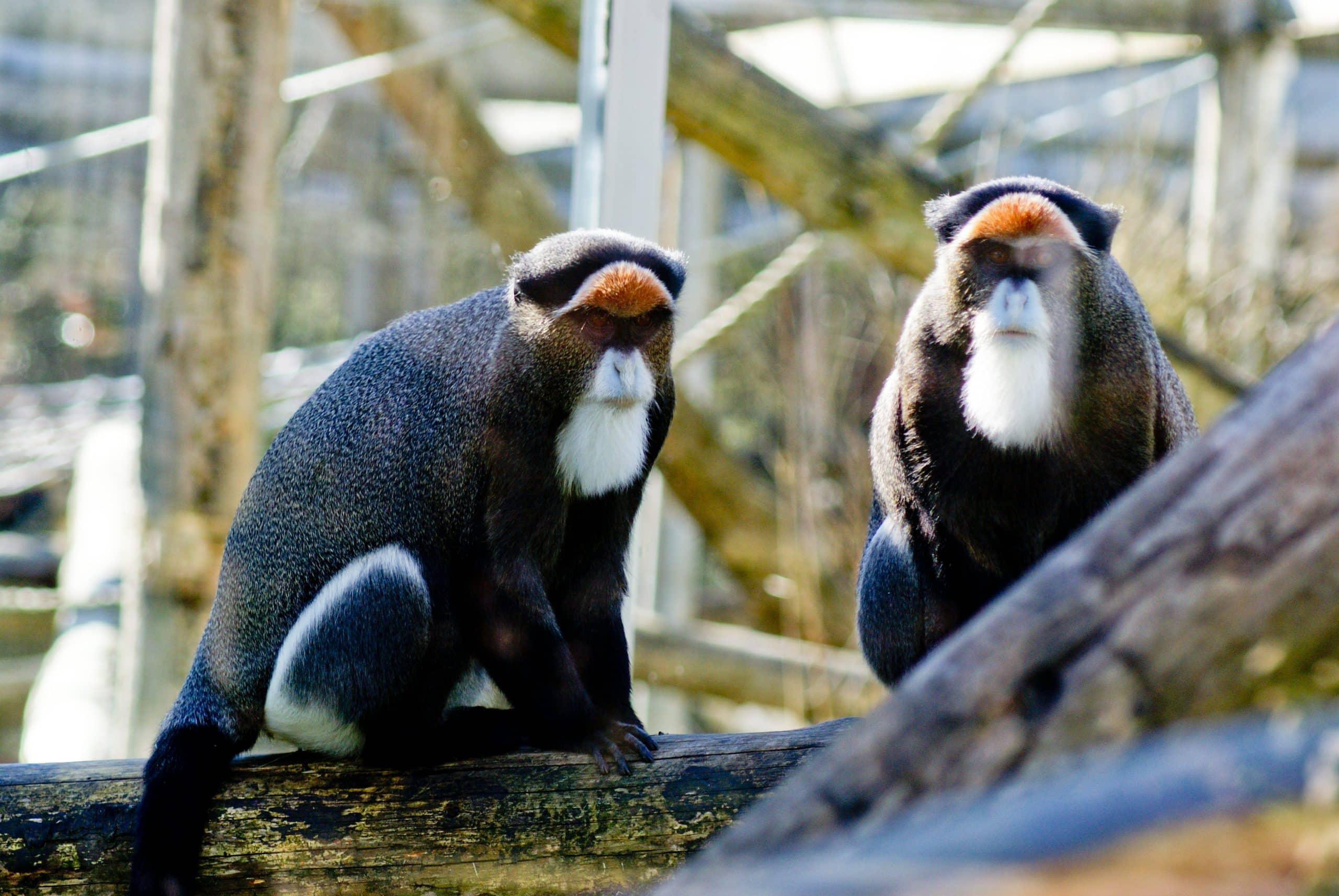 Blackpool Zoo