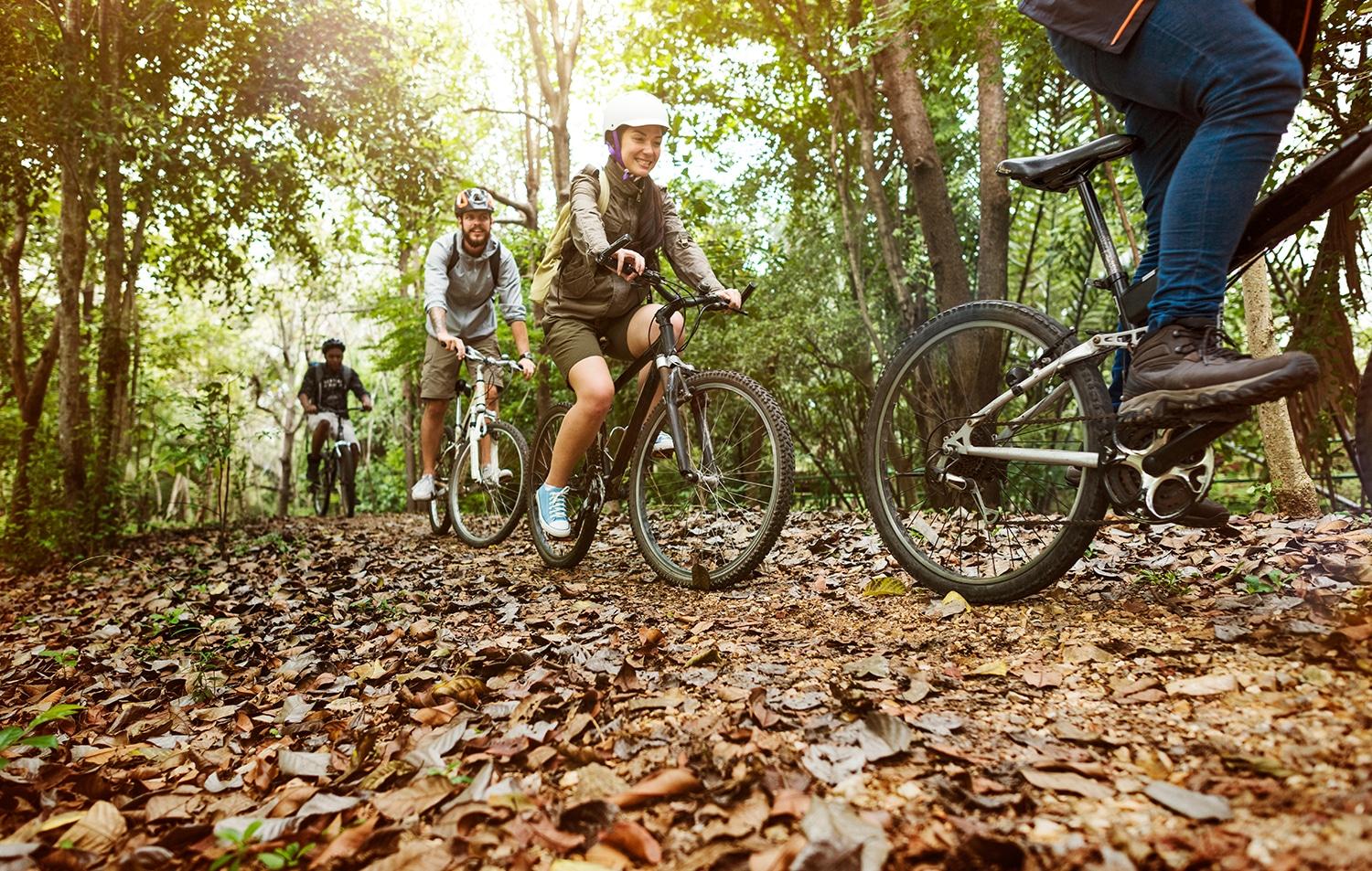 Forest cycle trails