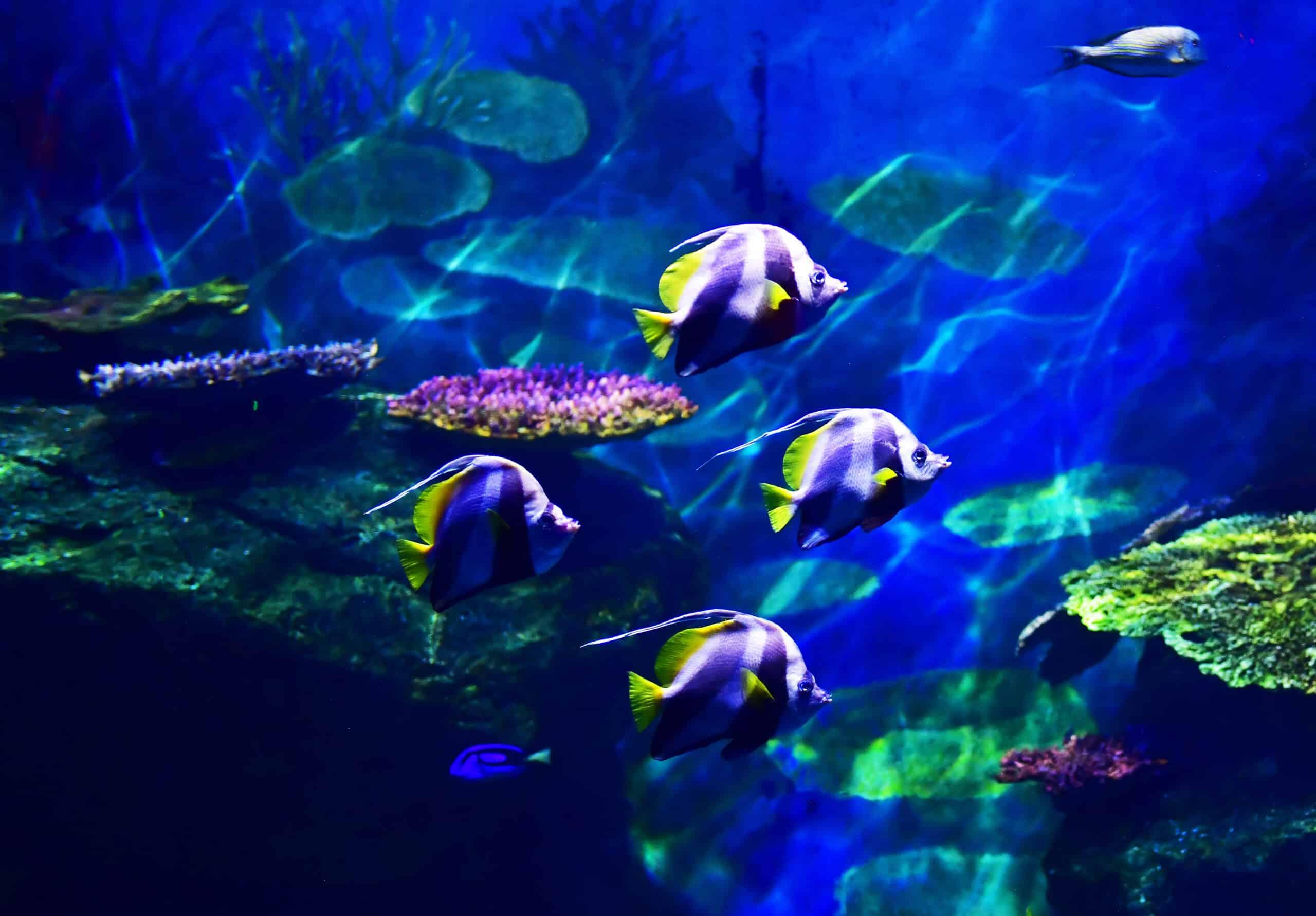 Sealife Centre
