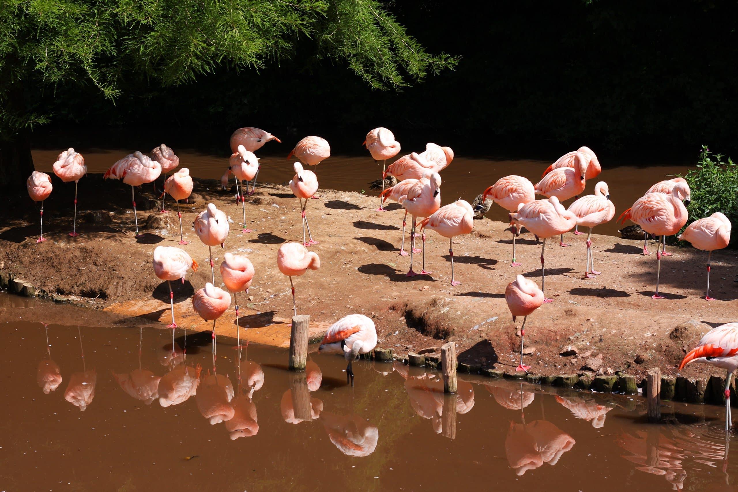 Paignton Zoo