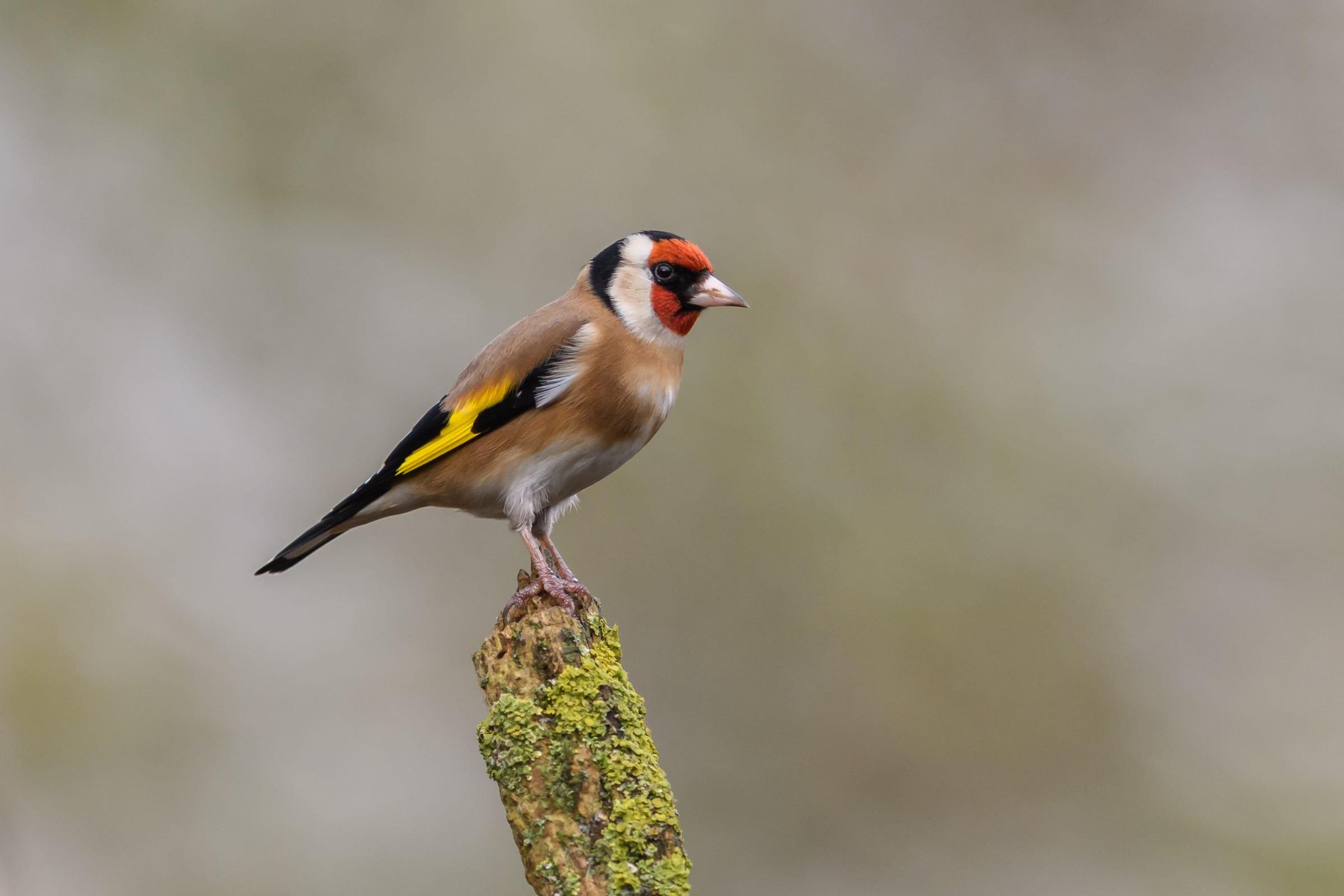 Berengrave Nature Reserve, Rainham