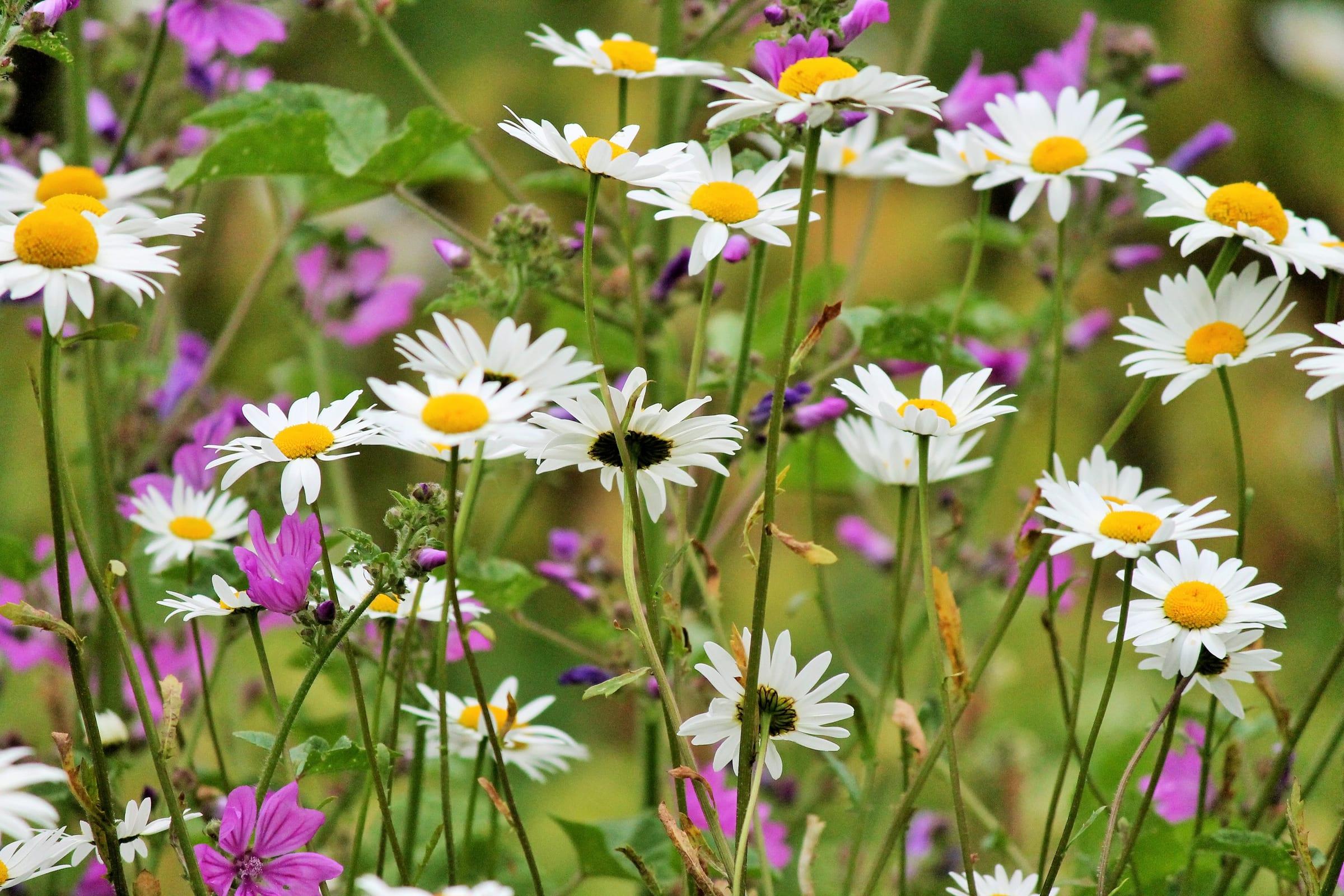 Highdown Gardens