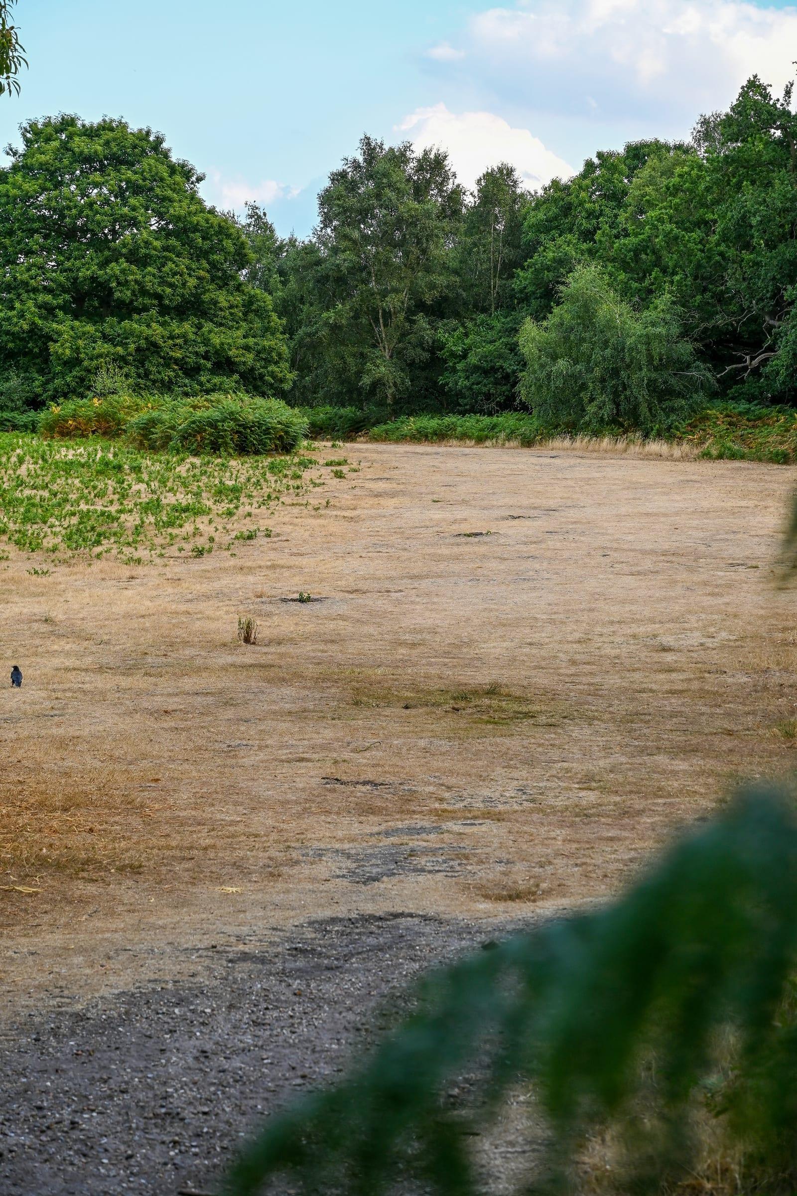 Shorne Woods Country Park, Shorne